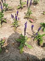 Salvia superba 'Merleau' (1) (Photo F. Mrugala)